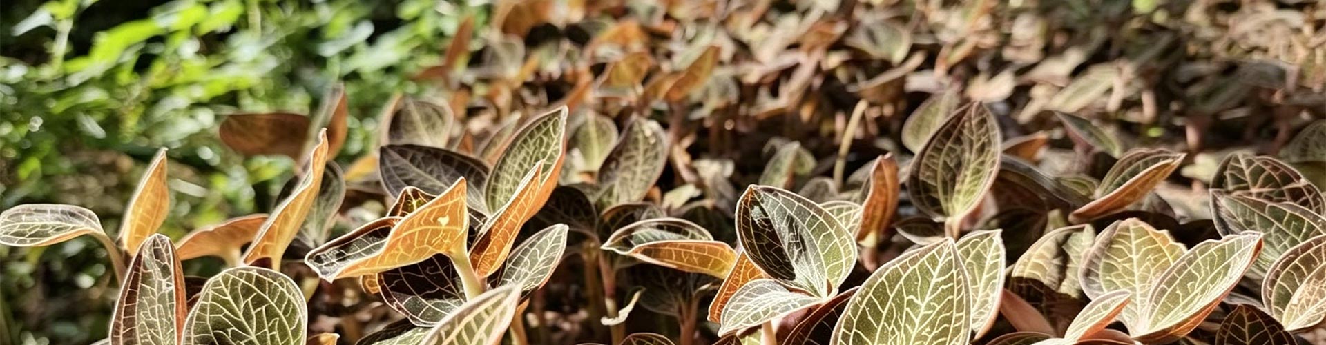 उत्पादने
