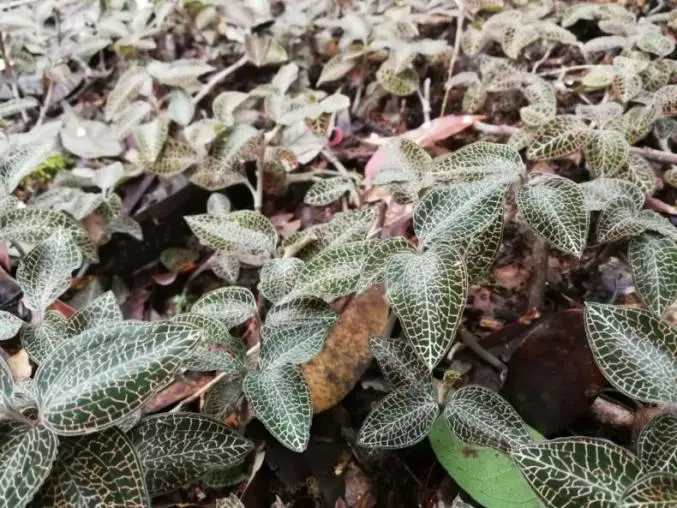 वुहानमधील चिनी शास्त्रज्ञांनी 20 वर्षांच्या संशोधनानंतर एनोएक्टोचिलस रॉक्सबर्गी अनलॉक केले आणि वर्ग 1 नाविन्यपूर्ण शोधात्मक औषध यशस्वीरित्या विकसित केले