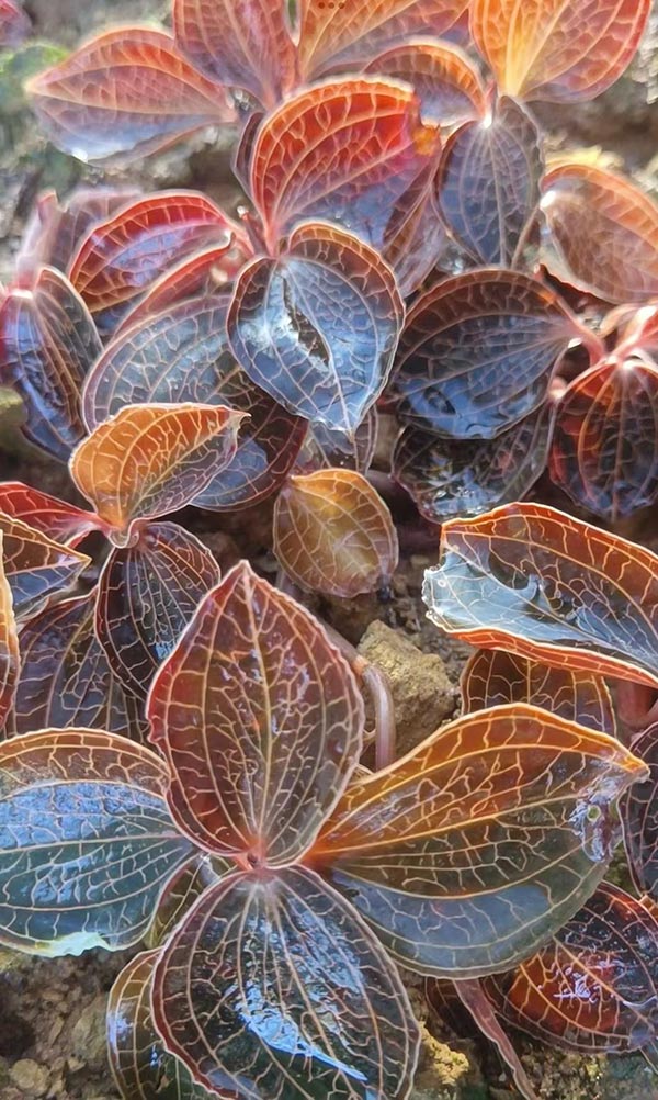Export-Grade Native Premium Dried Anoectochilus Roxburghii